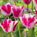 Tulipe Mata Hari - 48 bulbes