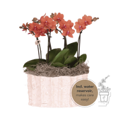 Orchidées Phalaenopsis orange Mineral Bolzano - bouquet de 3 en coupe Oyster