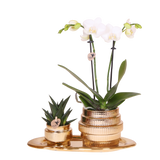 Orchidée Phalaenopsis blanche Mineral Amabilis et succulente - coffret Allure Shiny or - pot Ø9 cm