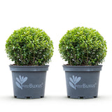 Buis BetterBuxus Skylight en boule - 2 plants - Ø25 cm, pot Ø23 cm