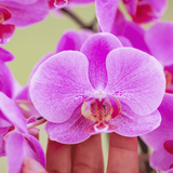 Orchidée Phalaenopsis rose-violet Mineral Frederikstad et succulente - coffret Allure violet