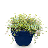 Thym citron Sambesi - H 15-25 cm, pot Ø11 cm