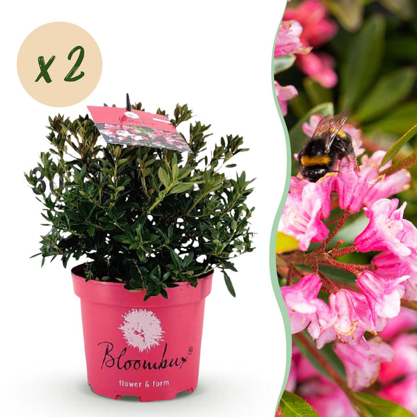 Rhododendron Bloombux magenta - Rhododendron nain - H 30-40 cm, pot Ø17 cm