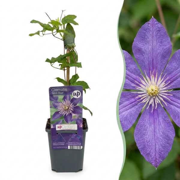Clématite Multi Blue - 1 plant