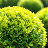 Buis BetterBuxus Skylight en boule - 2 plants - Ø25 cm, pot Ø23 cm