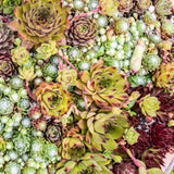 Joubarbe Big Sam - 8 plants - H 17 cm, pot Ø14 cm