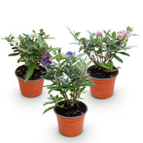 Green boutiQ - Planta de Jardim - Buddleja davidii Butterfly Candy Little Tricolour - Arbusto Borboleta - Compacto - Rosa-Branco-Lilás - 3 Plantas - Vaso 12cm - Altura 20-25cm