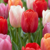 Tulipe Glowing with pride en mélange