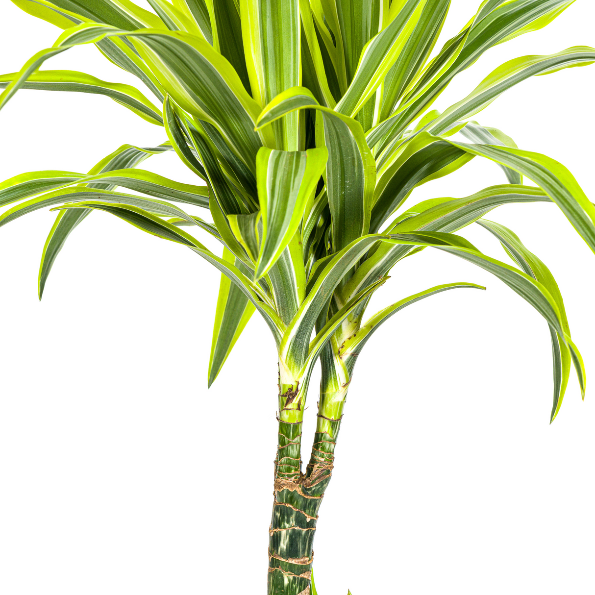 Dracaena Lemon Lime avec cache-pot