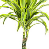 Dracaena Lemon Lime avec cache-pot