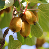 Kiwis Jenny et doré