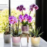 Orchidée Phalaenopsis violette et rose Mineral Frederikstad - H 35 cm, pot Ø9 cm