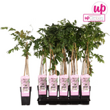 Glycine du Japon Rosea - Glycine rose - H 65 cm, pot Ø15 cm