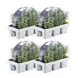 Lavande officinale en godet - Lavandula angustifolia - pot Ø7 cm