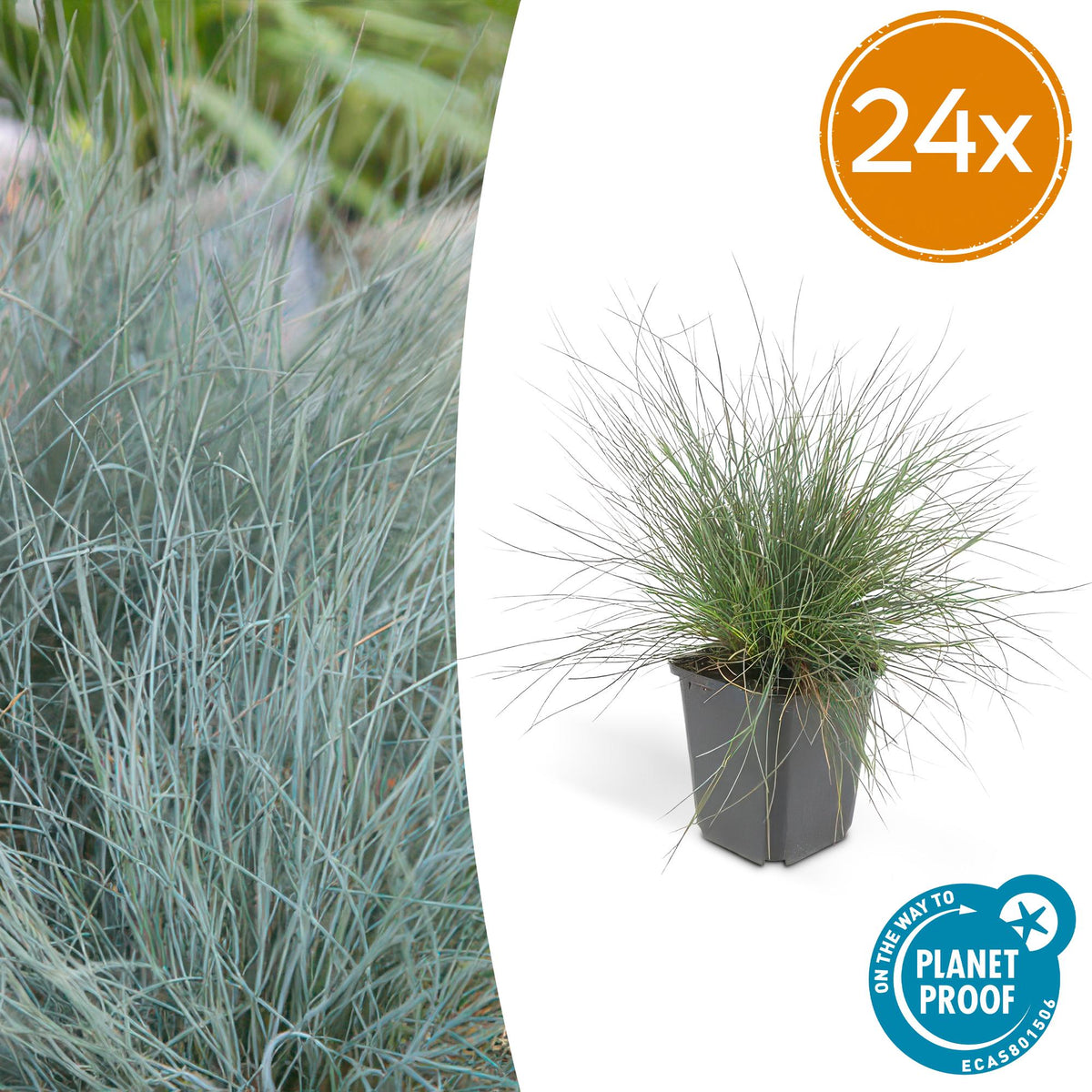 Fétuque bleue Elijah Blue en godet - Festuca glauca - H 10-25 cm, pot Ø9 cm