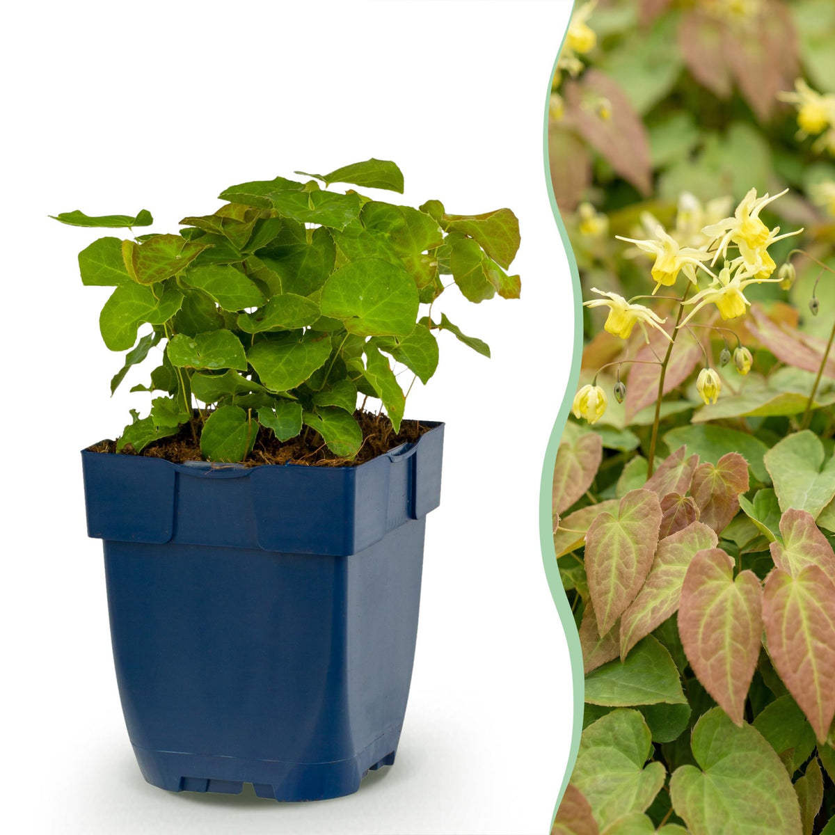 Fleur des elfes Frohnleiten - Epimedium x perralchicum - H 15-25 cm, pot Ø11 cm