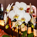 Orchidées Phalaenopsis blanches Niagara Fall White- pot Ø12 cm - photo 3