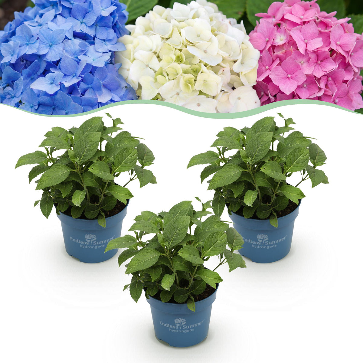 Green boutiQ - Planta de Jardim - Hortênsia Endless Summer Azul - Rosa - Branca - Hortensia - Resistente ao Frio - Azul - Rosa - Branco - 3 Plantas - Vaso 14cm - Altura 20-25cm