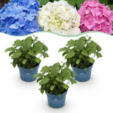 Green boutiQ - Planta de Jardim - Hortênsia Endless Summer Azul - Rosa - Branca - Hortensia - Resistente ao Frio - Azul - Rosa - Branco - 3 Plantas - Vaso 14cm - Altura 20-25cm