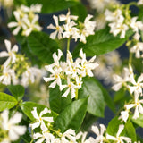 Jasmin étoilé - Trachelospermum jasminoides - H 35 cm, pot Ø9 cm - photo 4