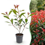 Kit haie Photinia Carré Rouge - H 25-35 cm, pot Ø9 cm