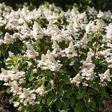 Hortensia paniculé Living Infinity - H 20-30 cm, pot Ø12 cm