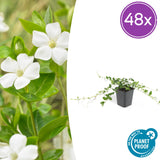 Petite pervenche Alba en godet - Vinca minor - H 10-25 cm, pot Ø9 cm