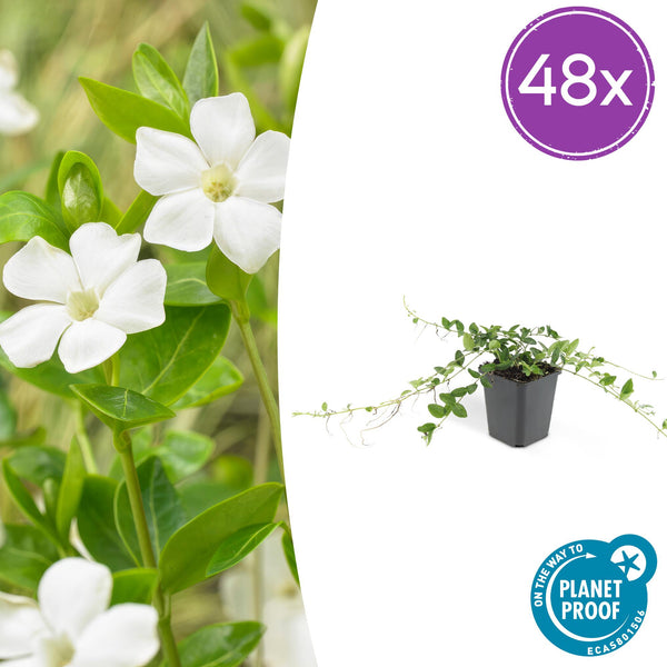 Petite pervenche Alba en godet - Vinca minor - H 10-25 cm, pot Ø9 cm