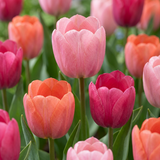 Tulipe Positive Vibe en mélange - 80 bulbes