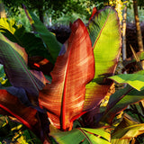 Bananier d'Abyssinie rouge Maurelii - Ensete ventricosum - 2 plants - H 30 cm, pot Ø12 cm
