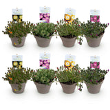 Delosperma Jewel of Desert en mélange - 8 plants - H 17 cm, pot Ø14 cm