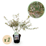 Érables du Japon Iyoshi - 2 plants - H 70 cm, pot Ø19 cm