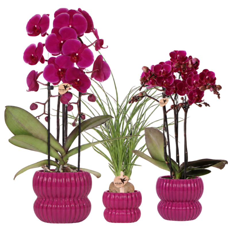 Orchidées violettes et Beaucarnea avec cache-pots Horizon violets - lot de 3 - pots Ø6 à Ø12 cm