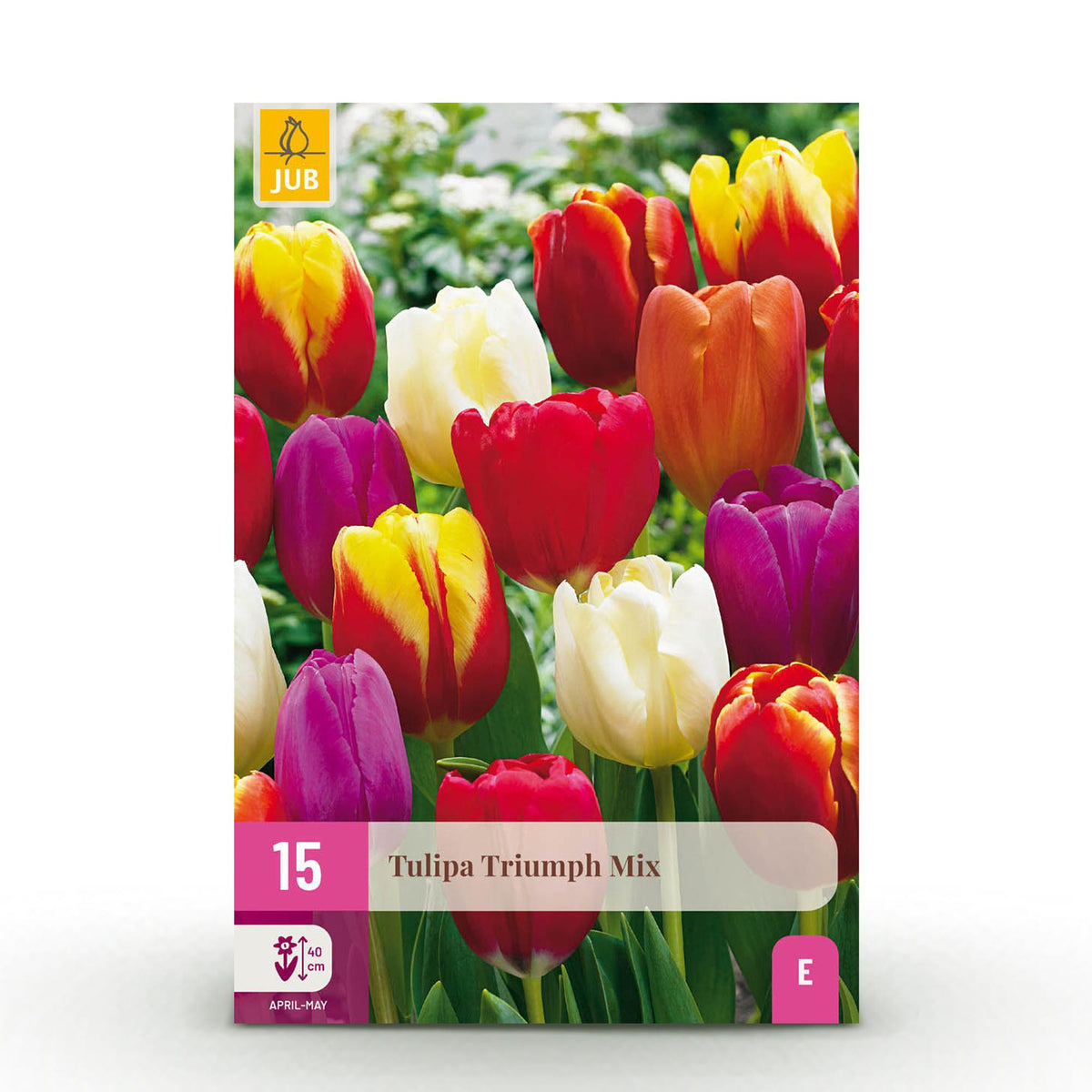 Tulipe triomphe en mélange - calibre 11/12