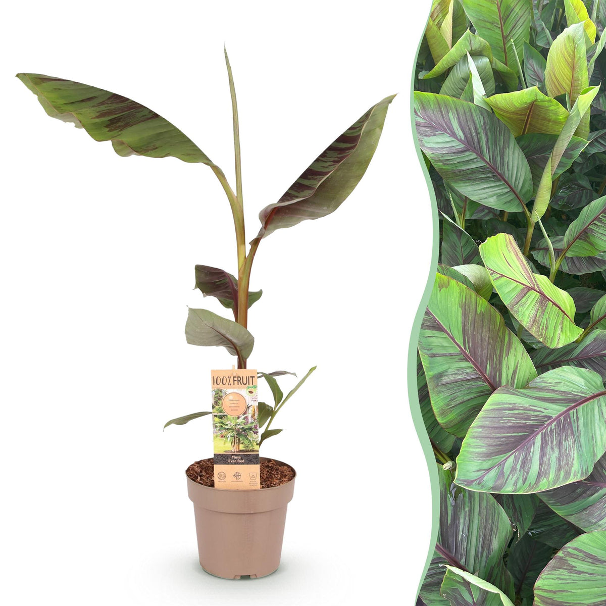 Bananier Ever Red - Musa - H 90 cm, pot Ø21 cm