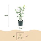 Green boutiQ - Planta de Jardim - Hibisco Sírio Red Heart - Hibisco de Jardim - Resistente ao Inverno - Branco - Vermelho - 3 Plantas - Vaso 17cm - Altura 45cm