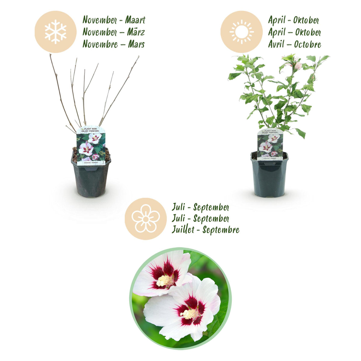 Green boutiQ - Planta de Jardim - Hibiscus syriacus Hamabo - Hibiscus de Jardim - Resistente ao Inverno - Branco - Rosa - 3 Plantas - Vaso 17cm - Altura 45cm