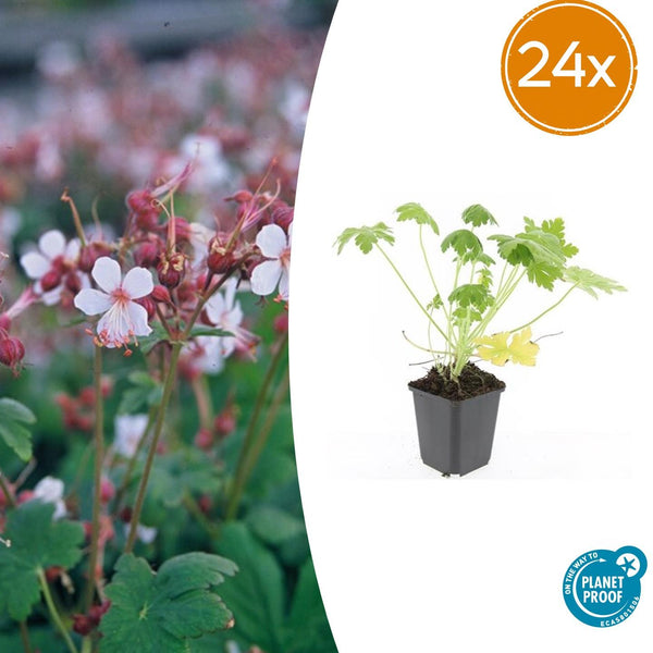 Géranium à grosses racines Spessart en godet - Geranium macrorrhizum - H 10-25 cm, pot Ø9 cm