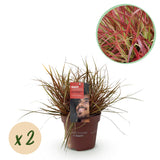 Uncinia Everflame - 2 plants - H 50 cm, pot Ø17 cm
