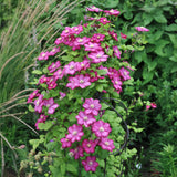 Clématite Ville de Lyon - 2 plants - H 40 cm, pot Ø11 cm