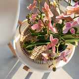 Orchidée Phalaenopsis vieux rose Mineral Treviso - H 35 cm, pot Ø9 cm