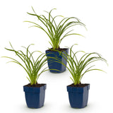 Hémérocalle naine Stella d'Oro - H 15-25 cm, pot Ø11 cm