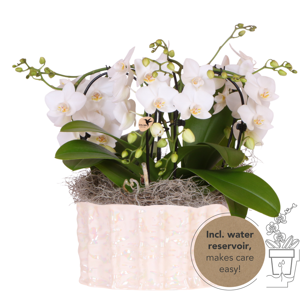 Orchidées Phalaenopsis blanches Niagara Fall en coupe Oyster - bouquet retombant de 6 hampes - H 40 cm, pots Ø9 cm
