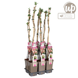 Chèvrefeuille des bois Belgica - Lonicera periclymenum - H 65 cm, pot Ø15 cm