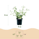 Green boutiQ - Planta de Jardim - Buddleja davidii Tricolour - Arbusto-das-borboletas - Resistente ao Inverno - Azul - Rosa - Branco - 3 Plantas - Vaso 17cm - Altura 45cm