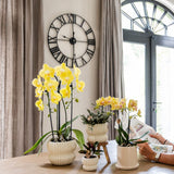 Orchidée Phalaenopsis jaune Blossom Lima avec cache-pot Melody crème - H 40 cm, pot Ø9 cm