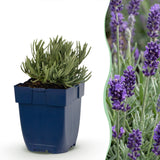 Lavande Munstead - H 15-25 cm, pot Ø11 cm