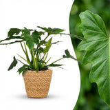 Philodendron Lacerum | Pot 19 cm