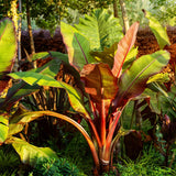 Bananier d'Abyssinie rouge Maurelii - Ensete ventricosum - 4 plants - H 40 cm, pot Ø17 cm