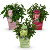 Green boutiQ - Planta de Jardim - Hydrangea panniculata Groundbreaker Blush - Greeny - Ruby - Hortênsia Paniculada - Compacta - Rosa-Verde-Vermelho - 3 Plantas - Vaso 14cm - Altura 20-25cm